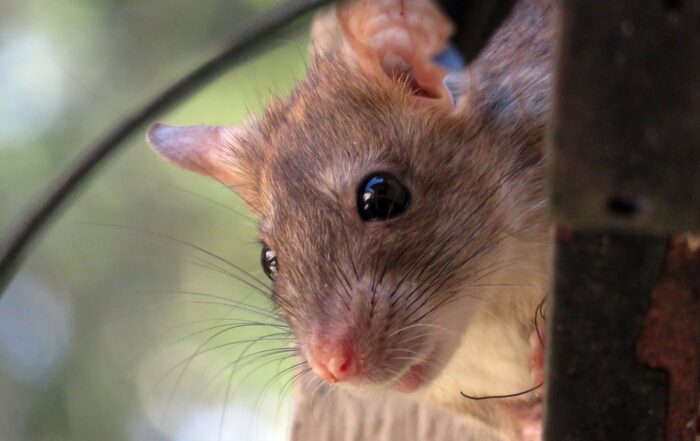 rat mice mouse rodent pest